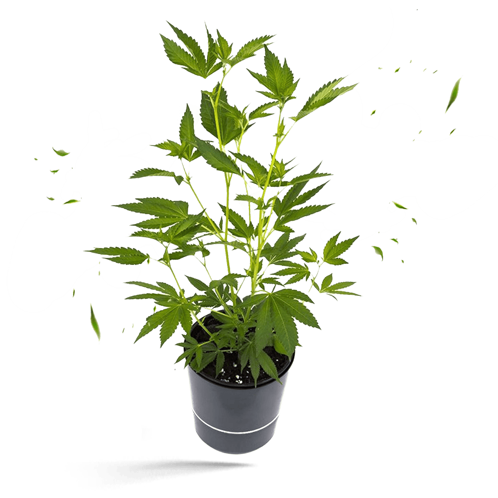 Bubba Kush Hanfpflanze