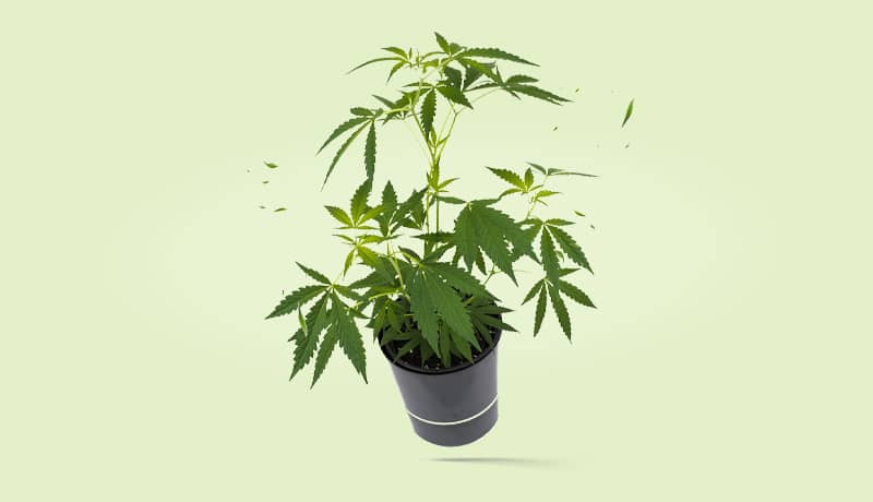 Cannabis Stecklinge - Menü