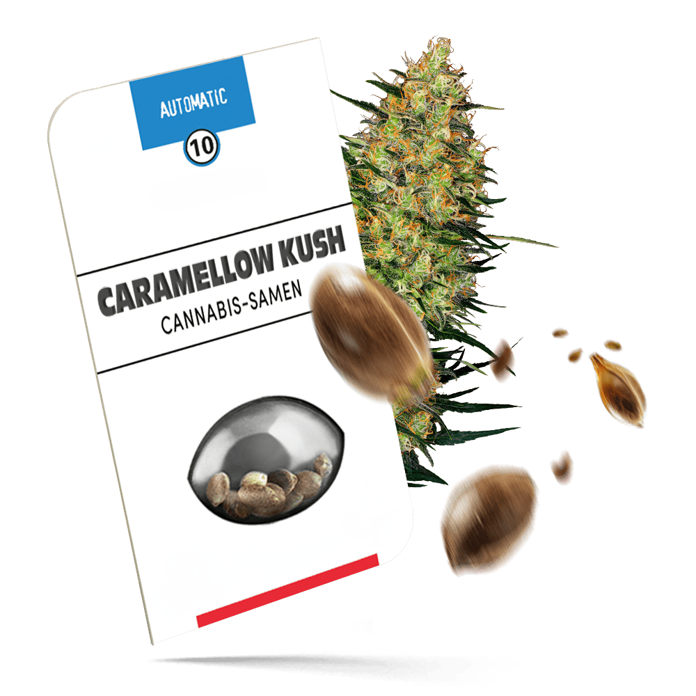 Caramellow Kush Automatic Cannabissamen