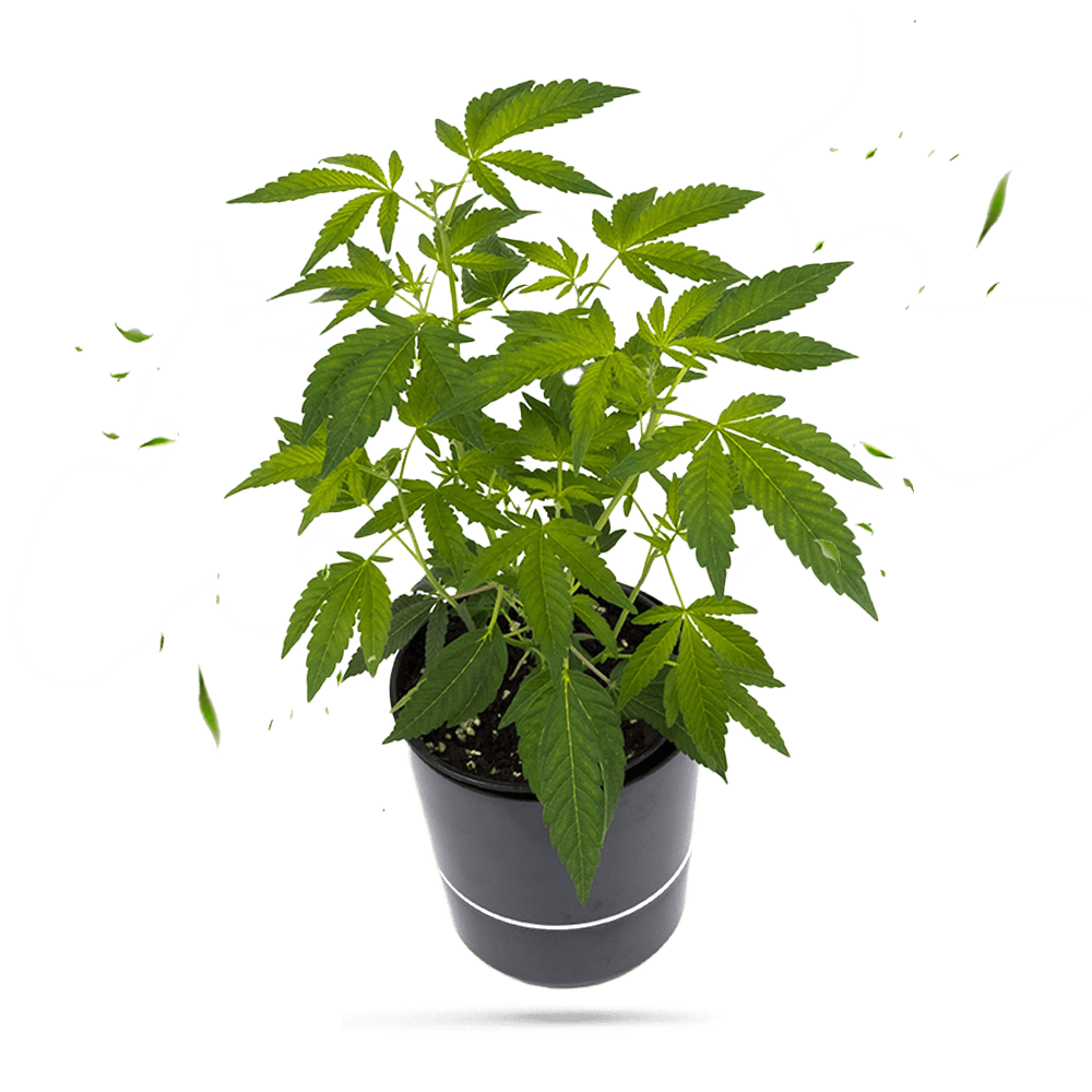 Critical Kush Hanfpflanze