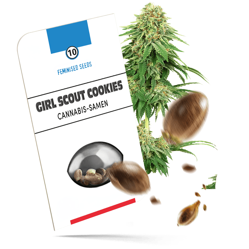 Girl Scout Cookies feminisierte Cannabissamen