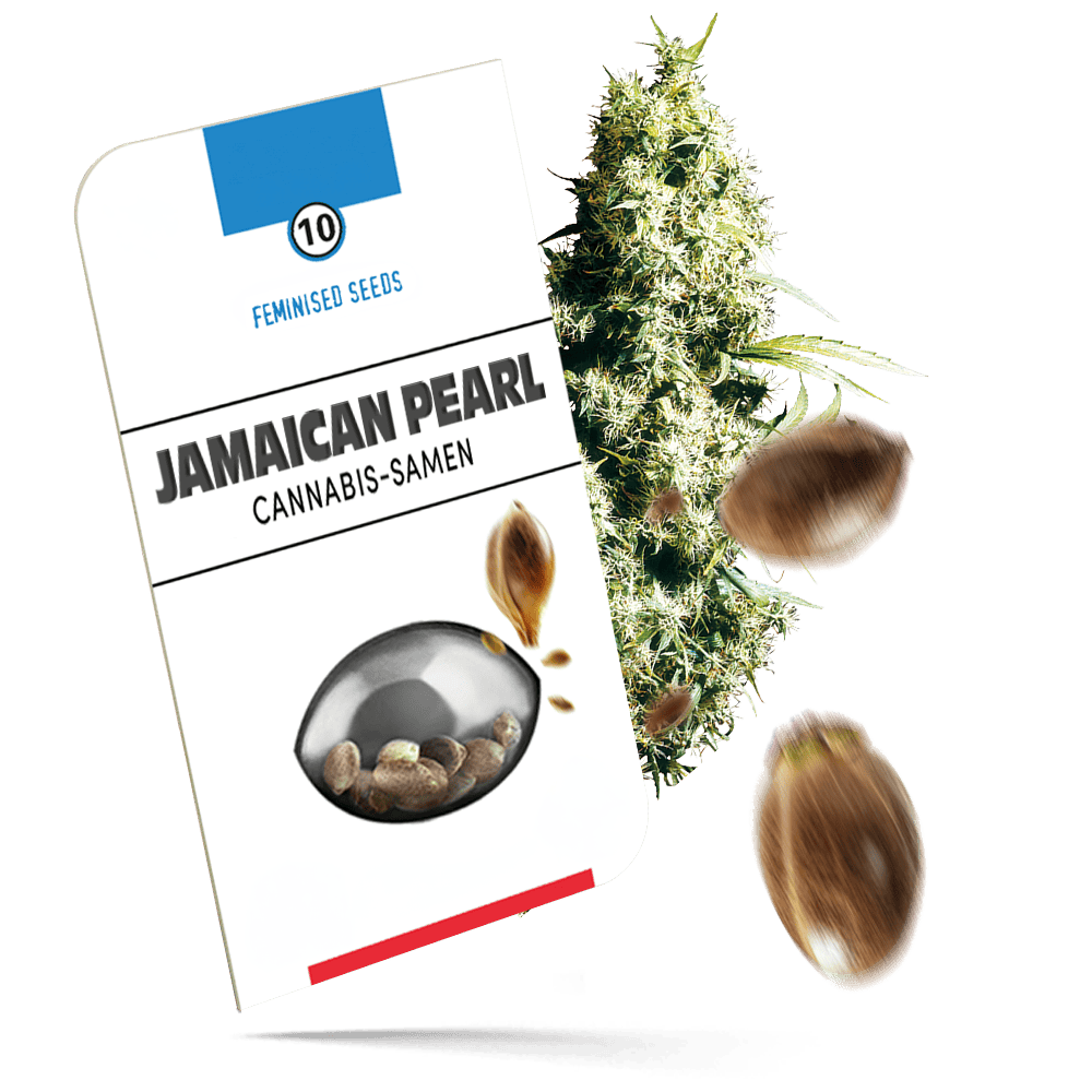 Jamaican Pearl feminisierte Cannabissamen