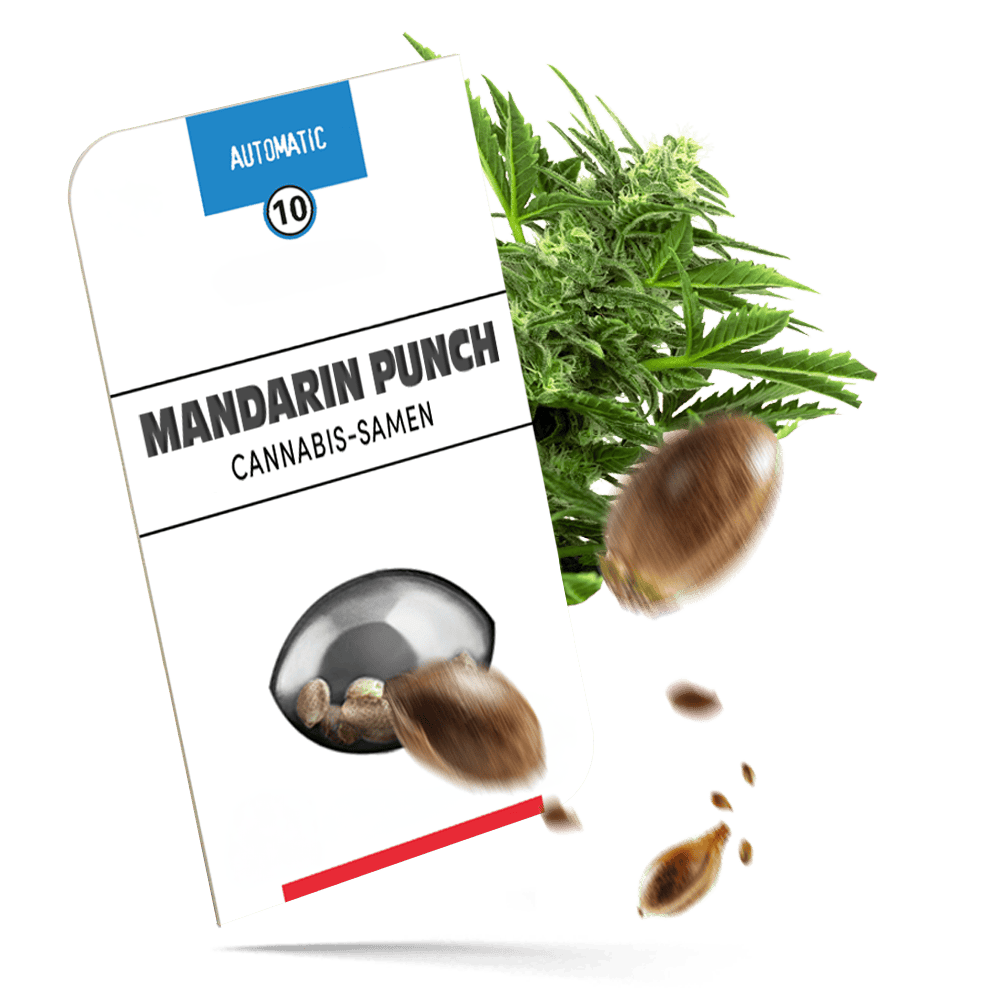 Mandarin Punch Automatic Cannabissamen