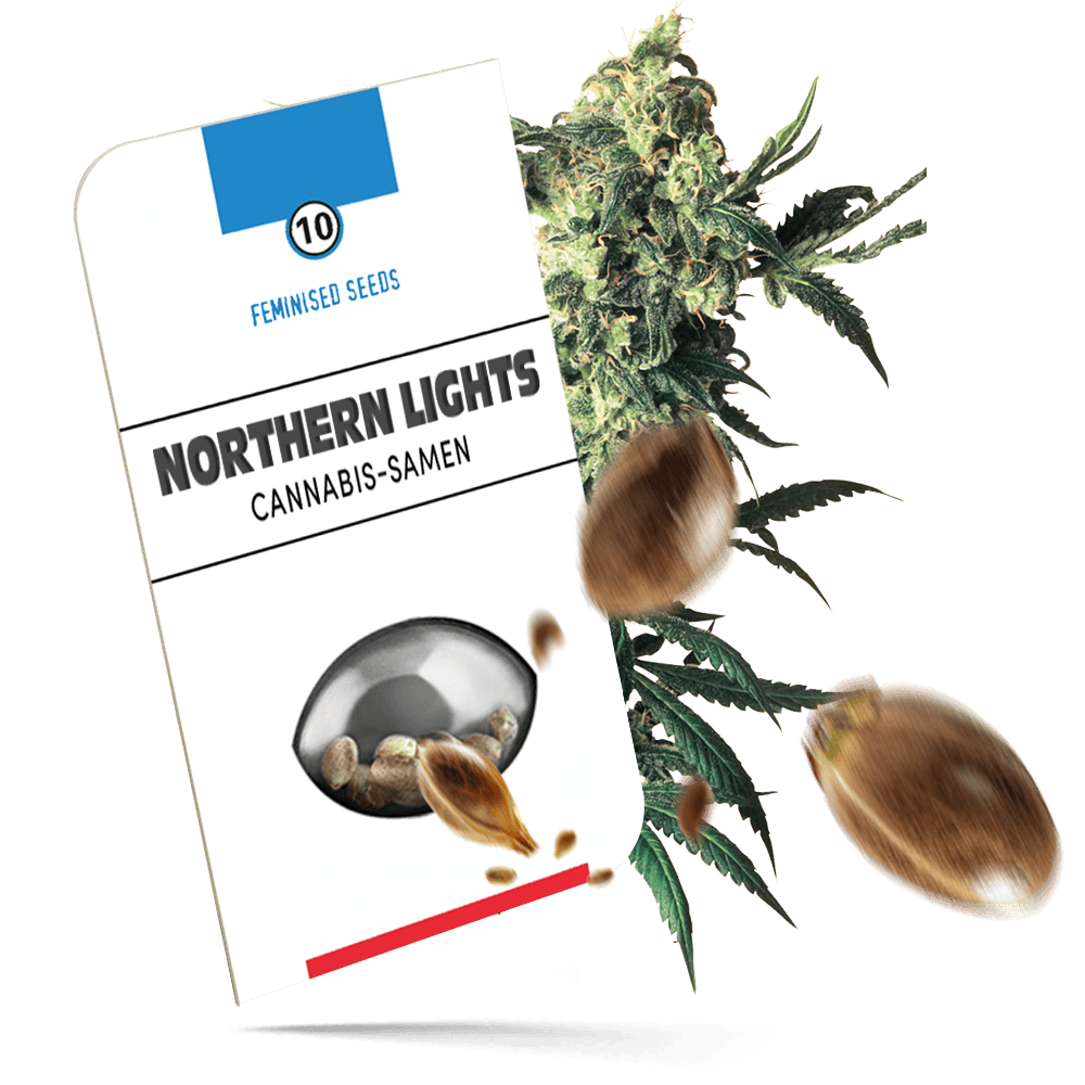 Northern Lights feminisierte Cannabissamen