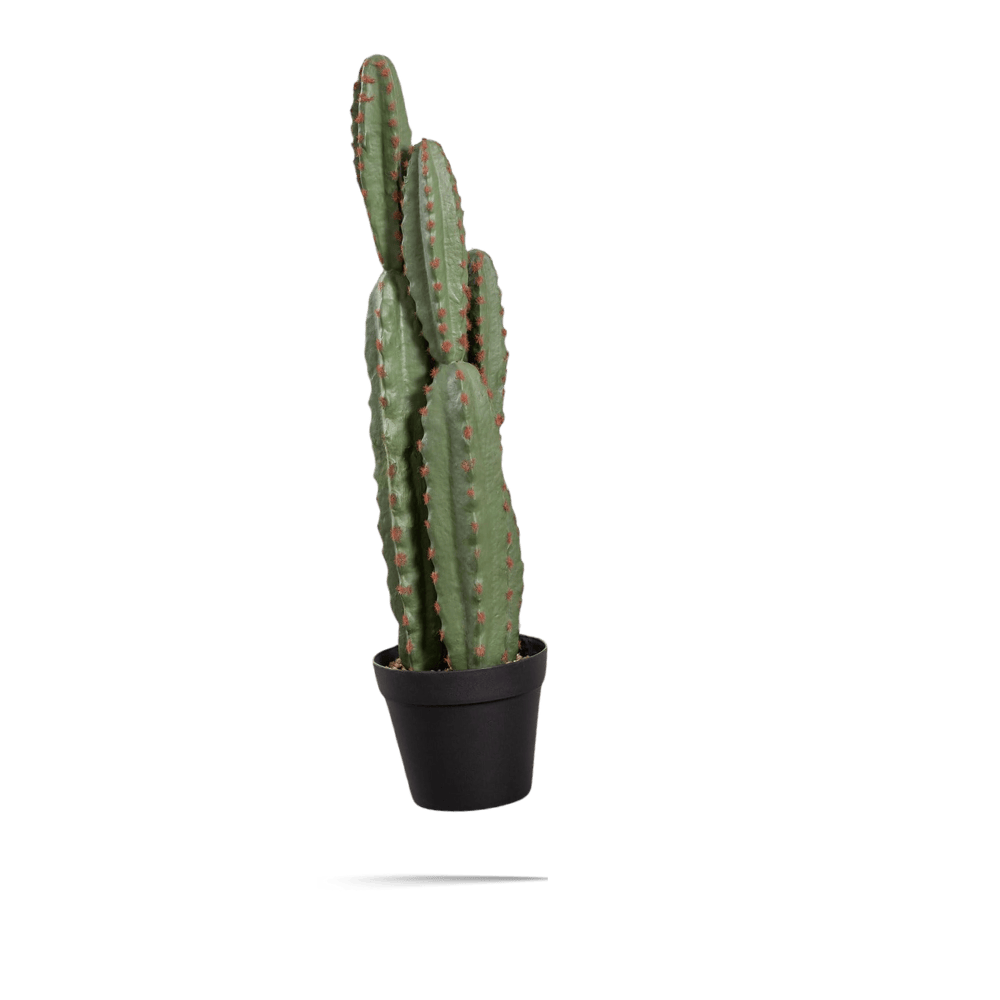 Openmind San Pedro Kaktus