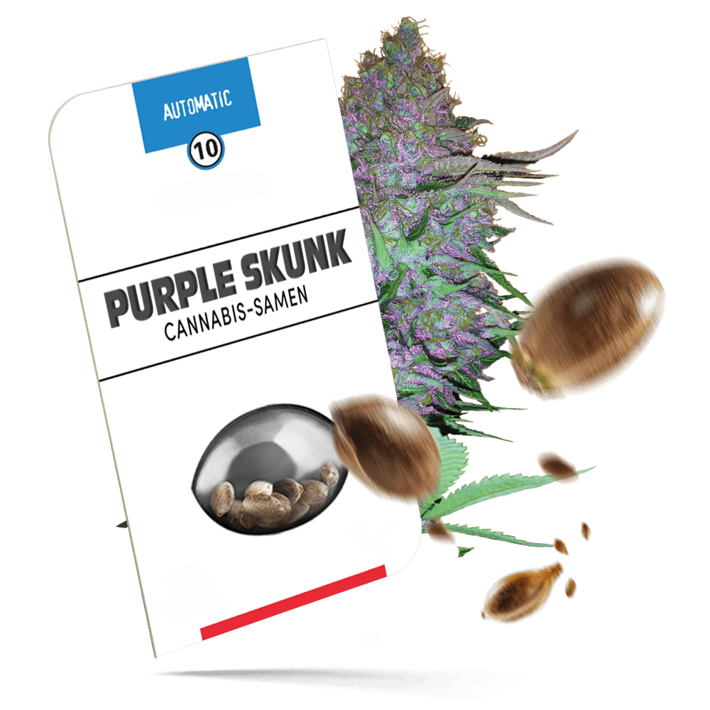 Purple Skunk Automatic Cannabissamen
