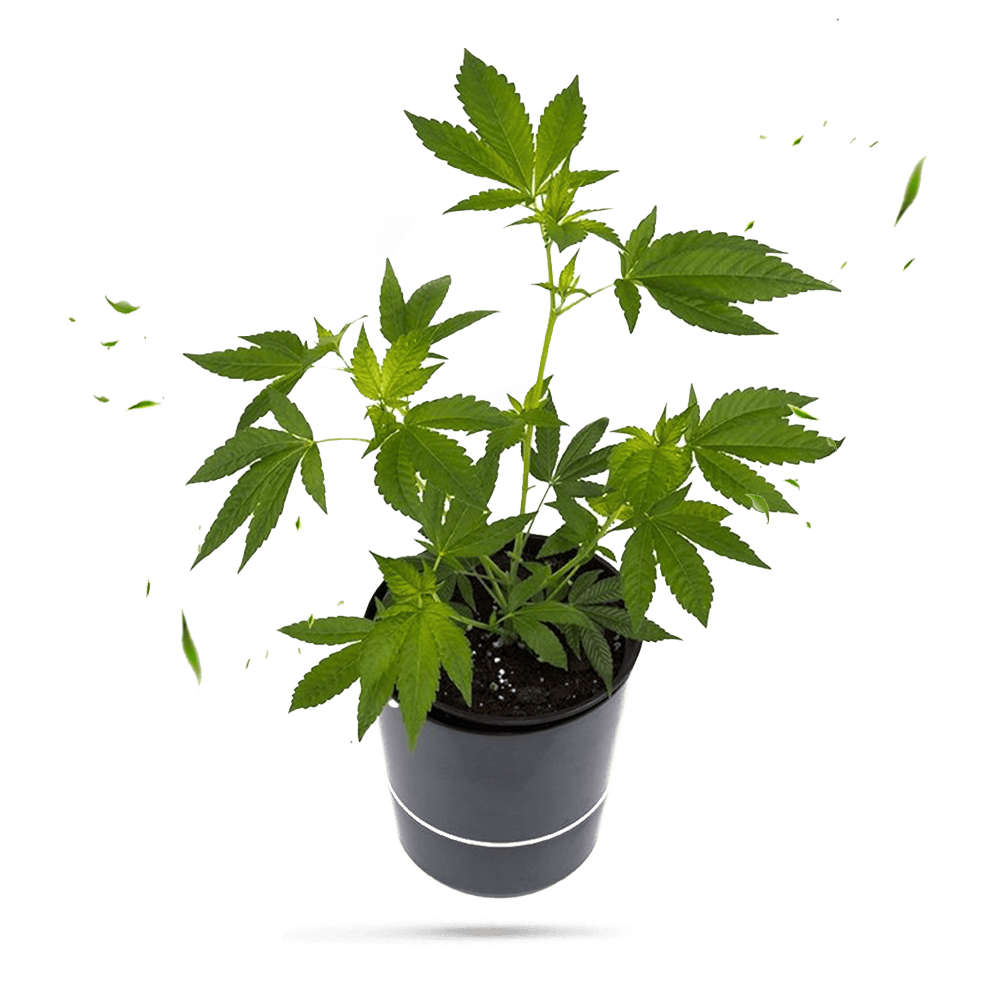 Somango Hanfpflanze