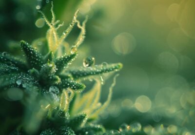 Trichome Hanf