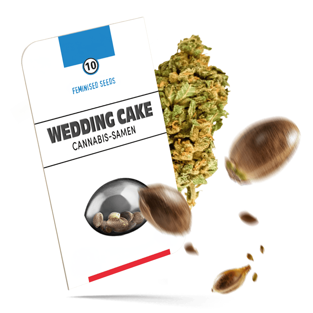 Wedding Cake feminisierte Hanfsamen