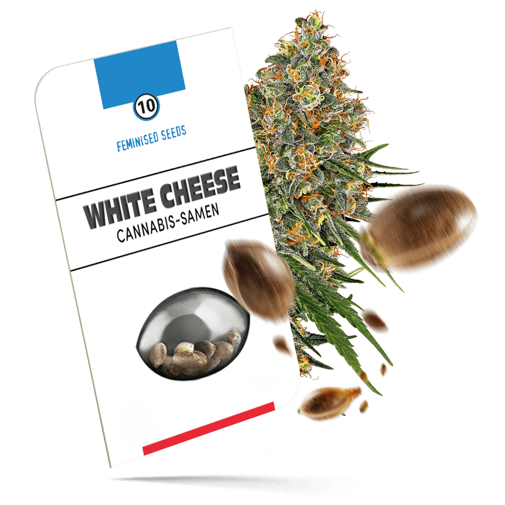 White Cheese feminisierte Cannabissamen