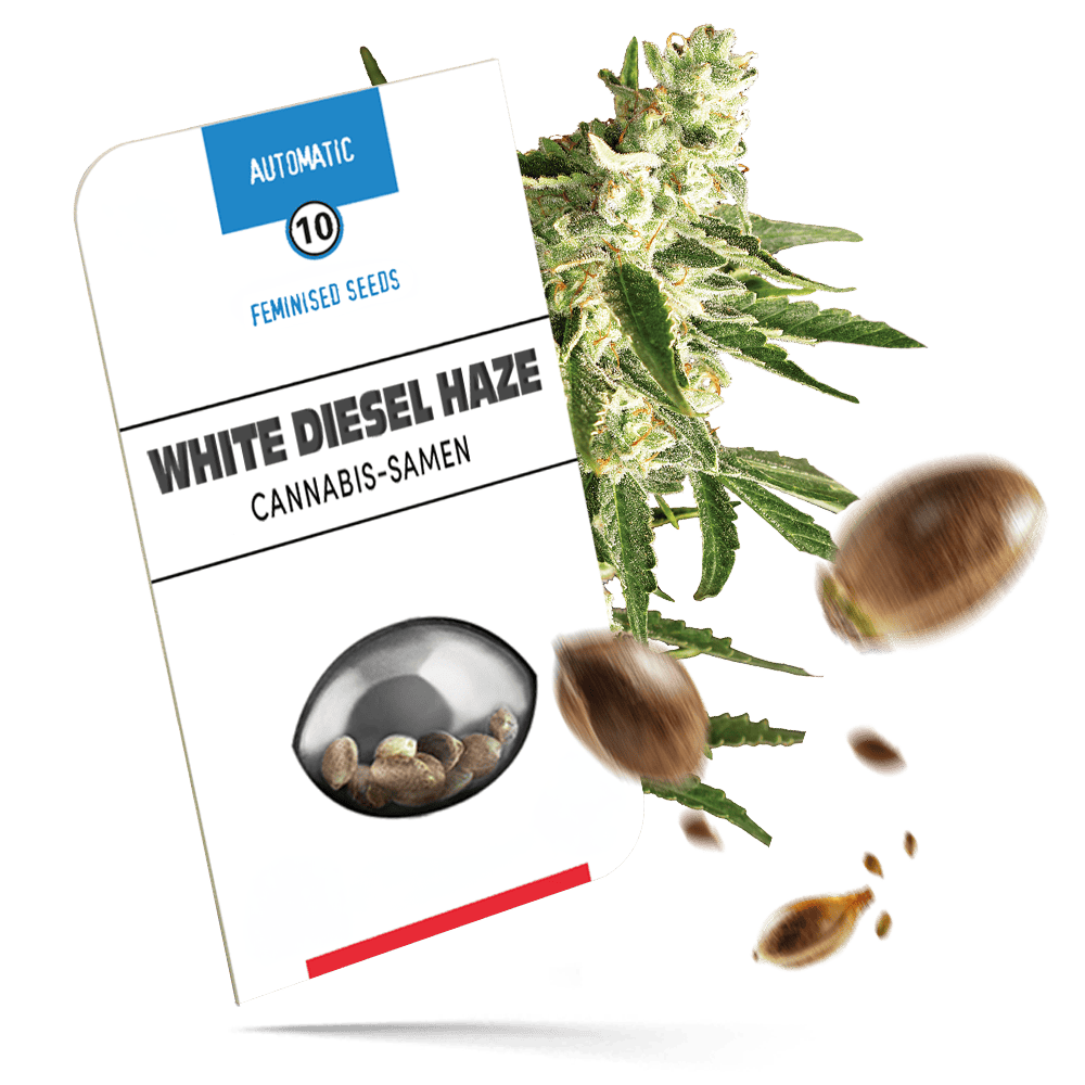 White Diesel Haze Automatic Cannabissamen