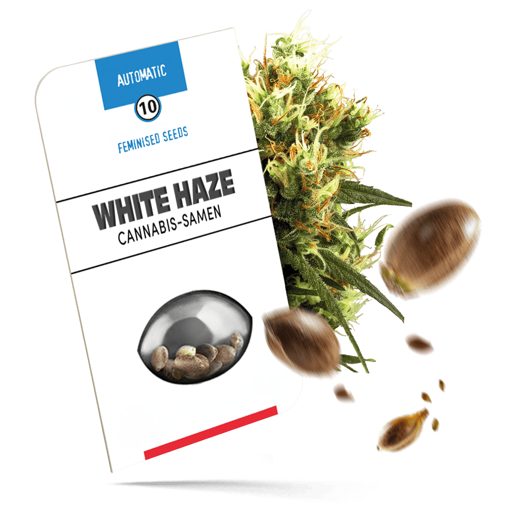 White Haze Automatic Cannabissamen