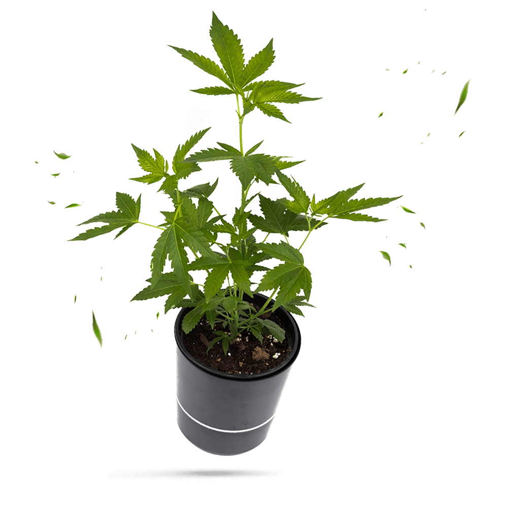 White Russian Hanfpflanze