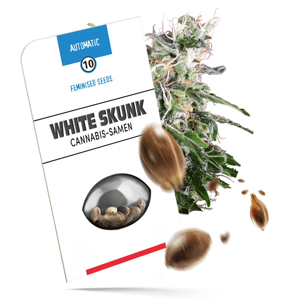 White Skunk Automatic Cannabissamen