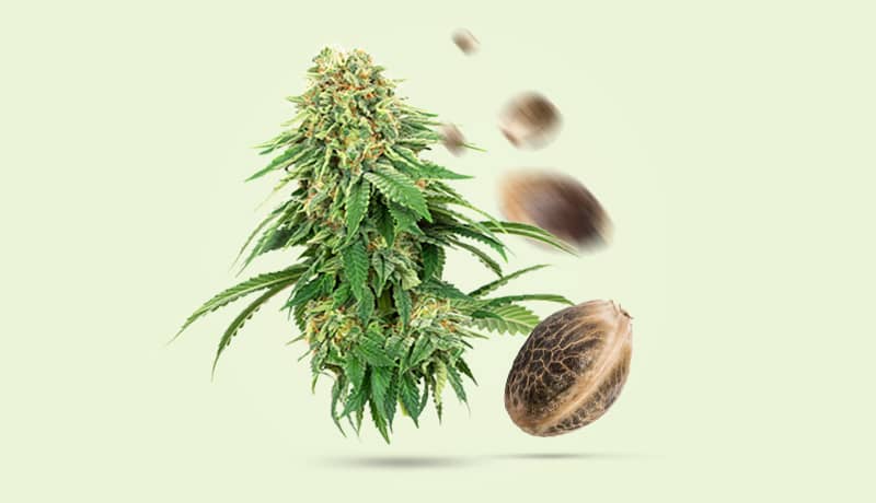 Cannabis Samen - Menü