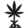 Cannabis Stecklinge - Icon