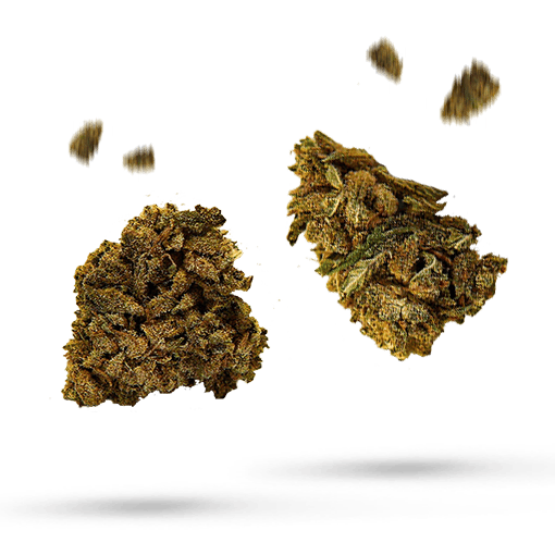 Gush Mints Cannabisblüten