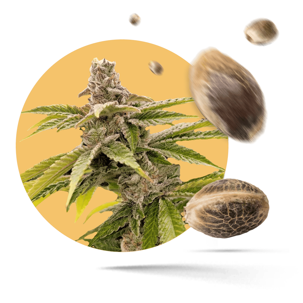 Happy420 Forbidden Runtz Fast Seed Cannabis Samen