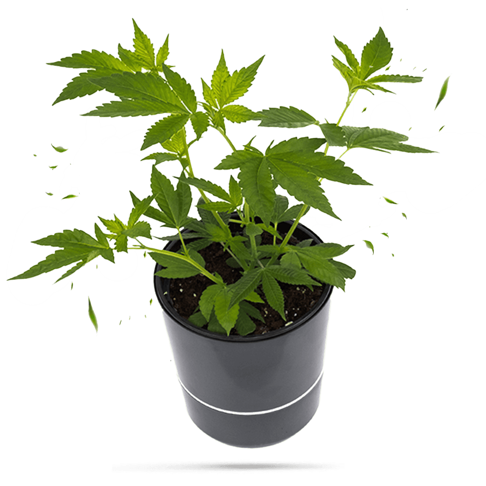 Watermelon Zkittlez Hanfpflanze / Cannabis Steckling