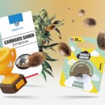 Die besten Cannabissorten für den Outdooranbau