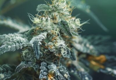Cannabis Schimmel