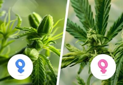Cannabis Zwitter