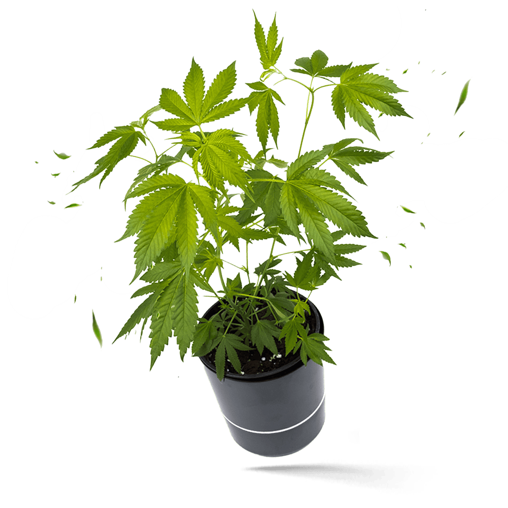 MAC V2 Hanfpflanze Cannabis Steckling