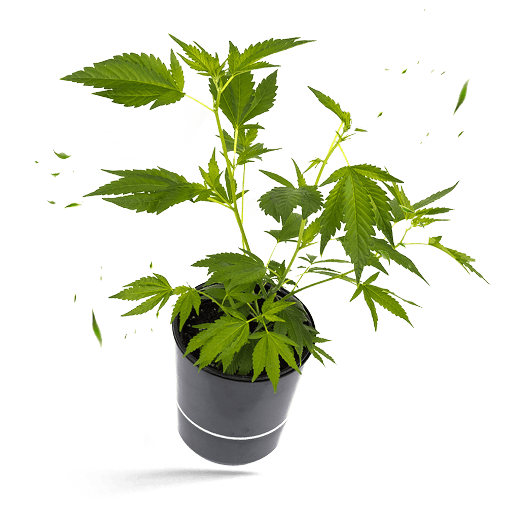 White Widow XXL Hanfpflanze Cannabis Steckling