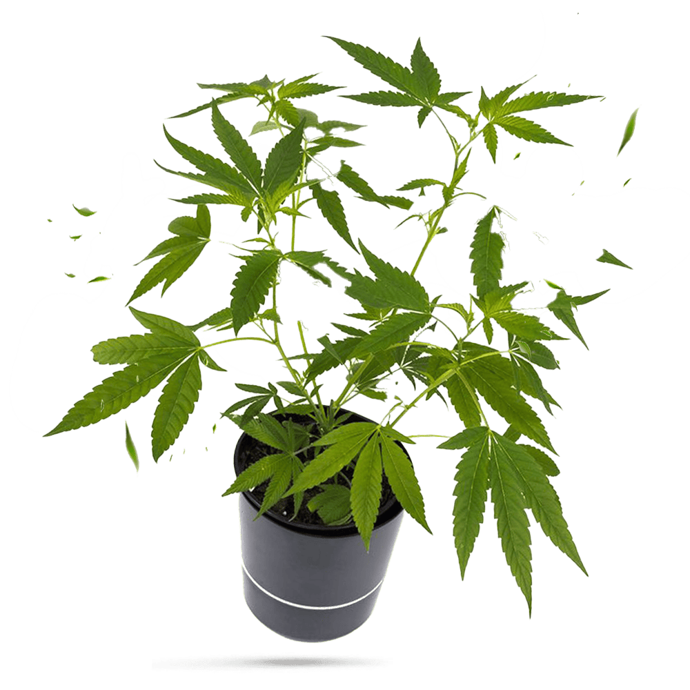Cinderella 99 Hanfpflanze / Cannabis Steckling