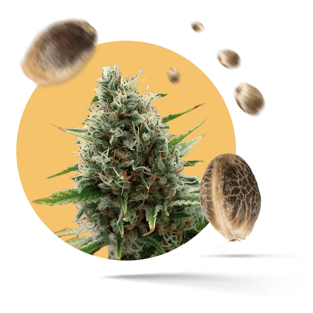 G13 Haze Cannabissamen feminisiert