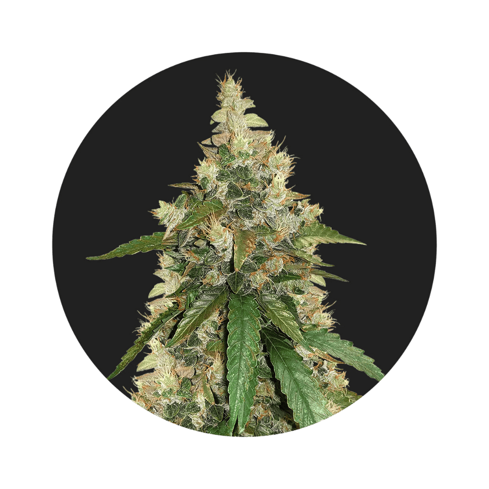 Super Skunk Cannabissamen Autoflower