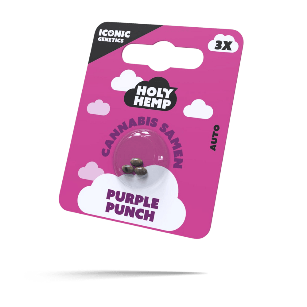 Purple Punch Cannabissamen Autoflower