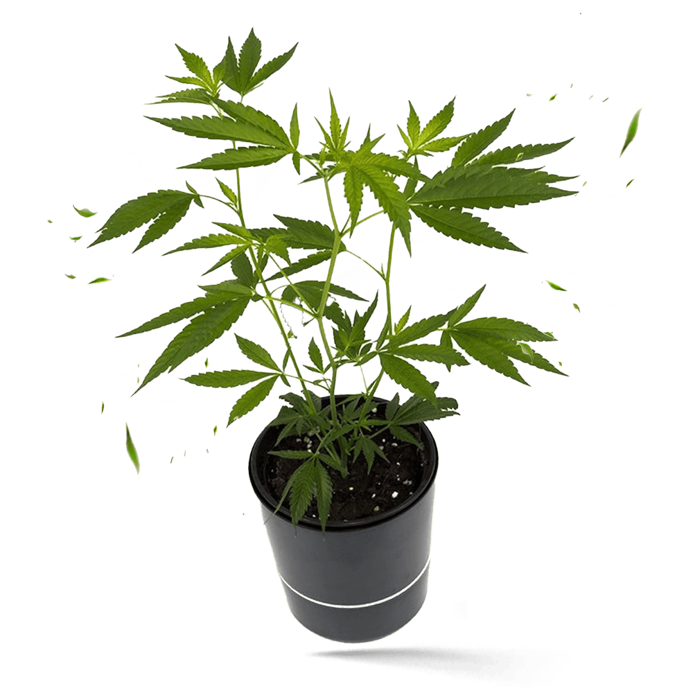 Purple Punch Hanfpflanze / Cannabis Steckling