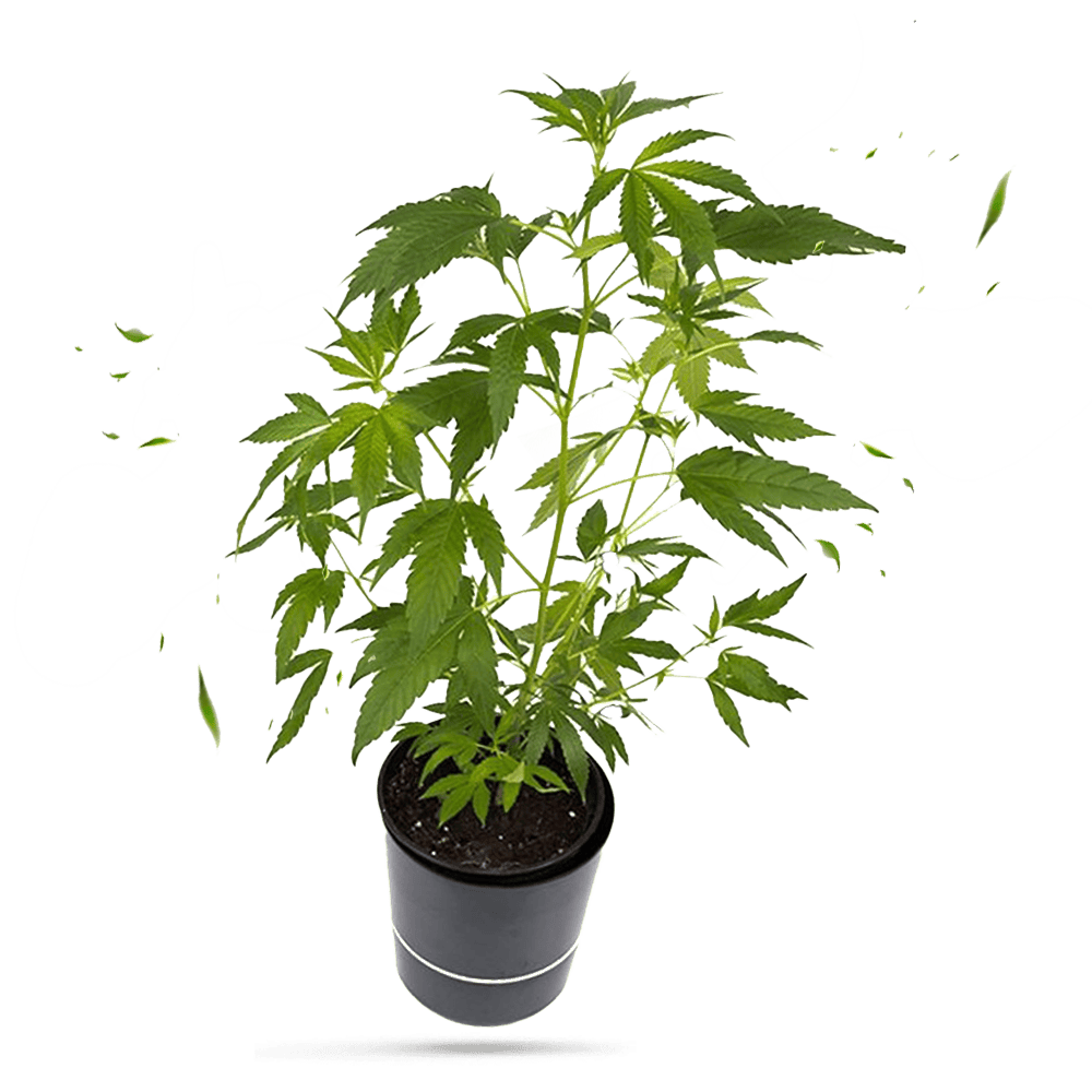 Super Silver Haze Hanfpflanze / Cannabis Steckling