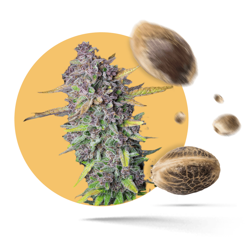 Tropicana Cannabis Samen feminisiert
