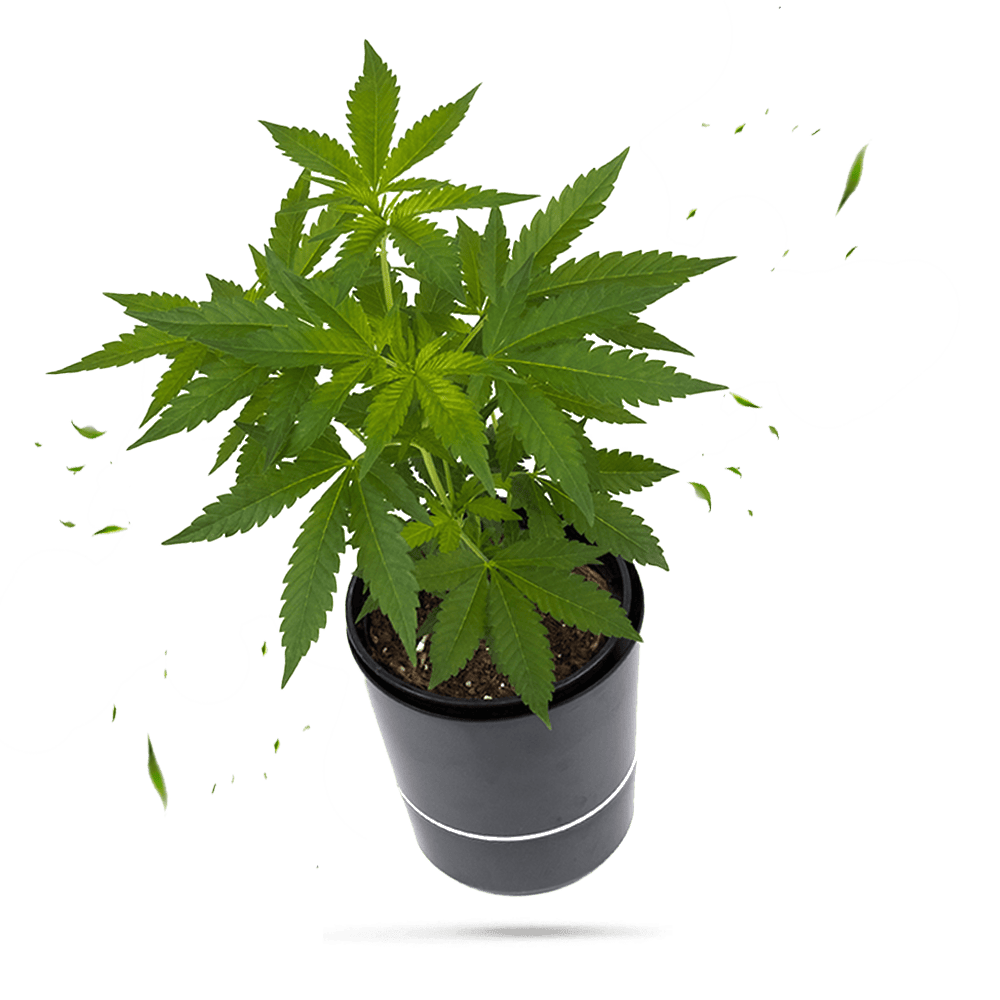 Black Domina Hanfpflanze Cannabis Steckling