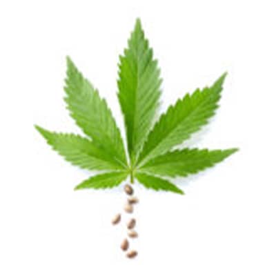 Cannabis Club 420 - Logo