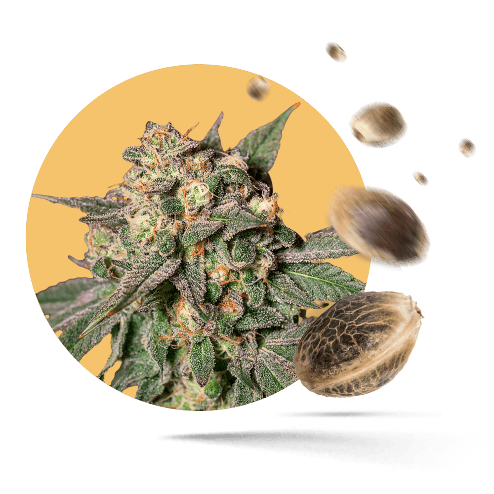 Mimosa Cake Cannabis Samen Aufoflower