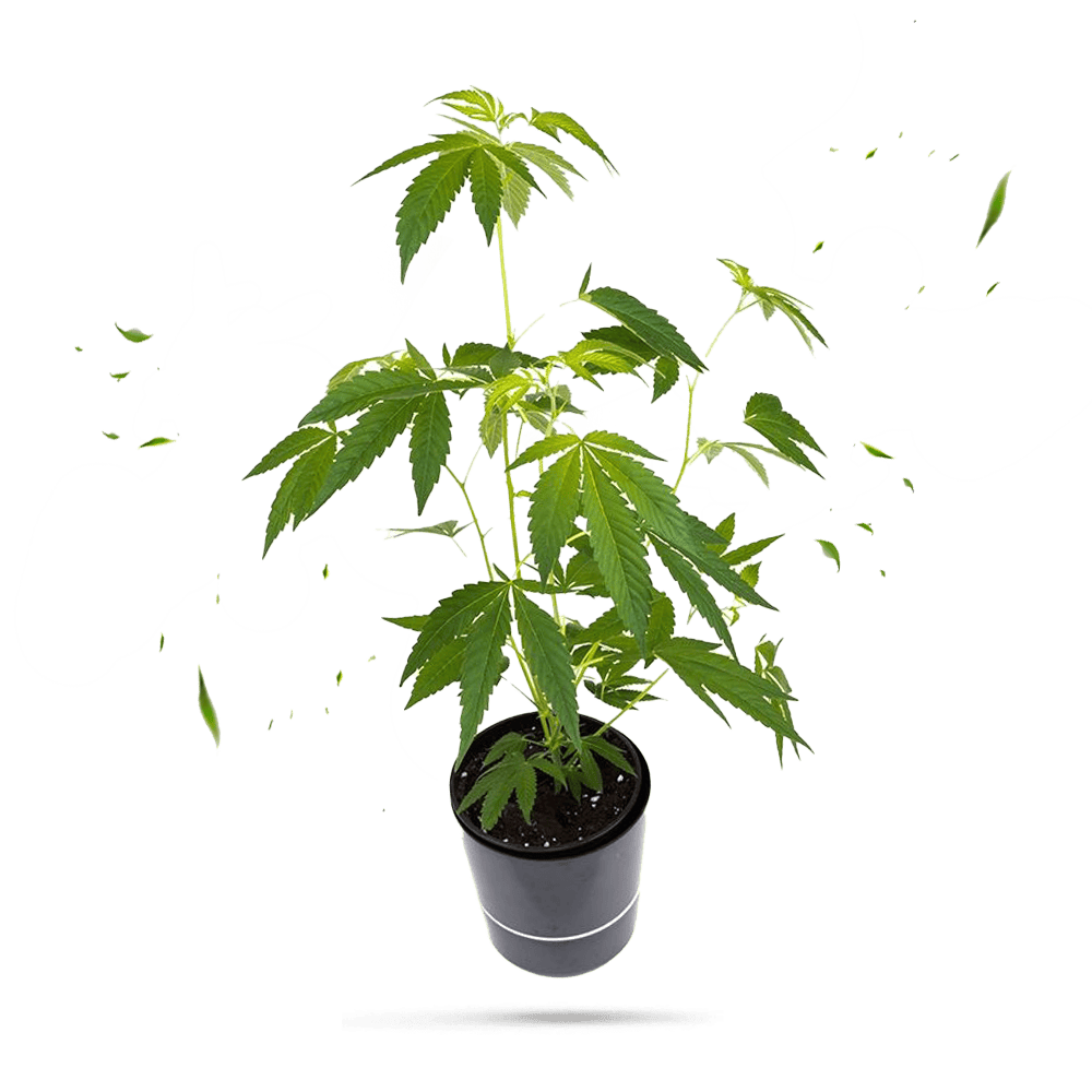 Orange Bud Hanfpflanze Cannabis Steckling