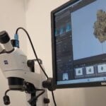 Cannabis Bestrahlung