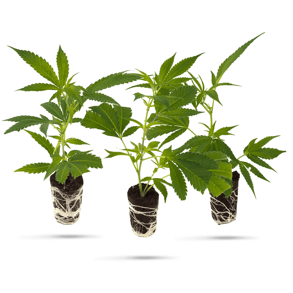 Bestseller Cannabis Stecklinge 3er Set