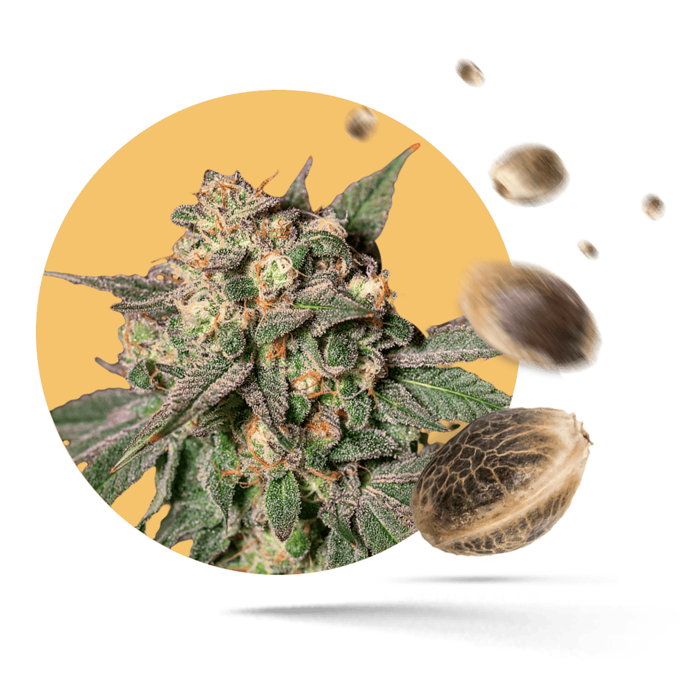 CBD 040 Bubble Gum Cannabis Samen Autoflower