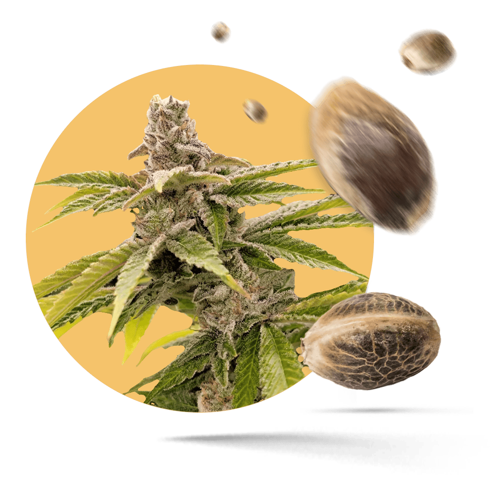 Amnesia Haze Cannabis-Samen feminisiert