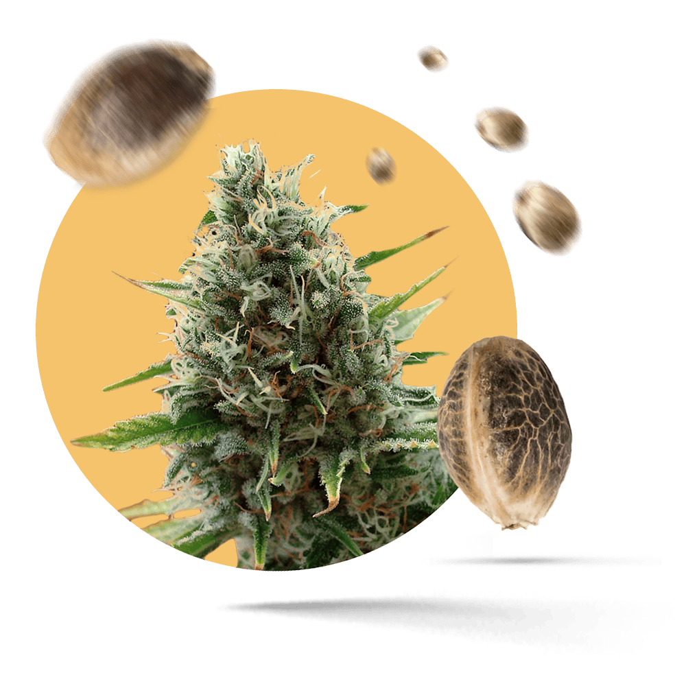 Cheese Cannabissamen feminisiert