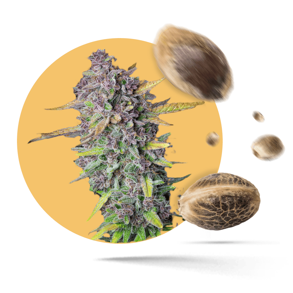 Grand Daddy Purple Cannabissamen feminisiert