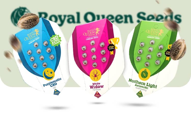 Royal Queen Seeds - Titlebild