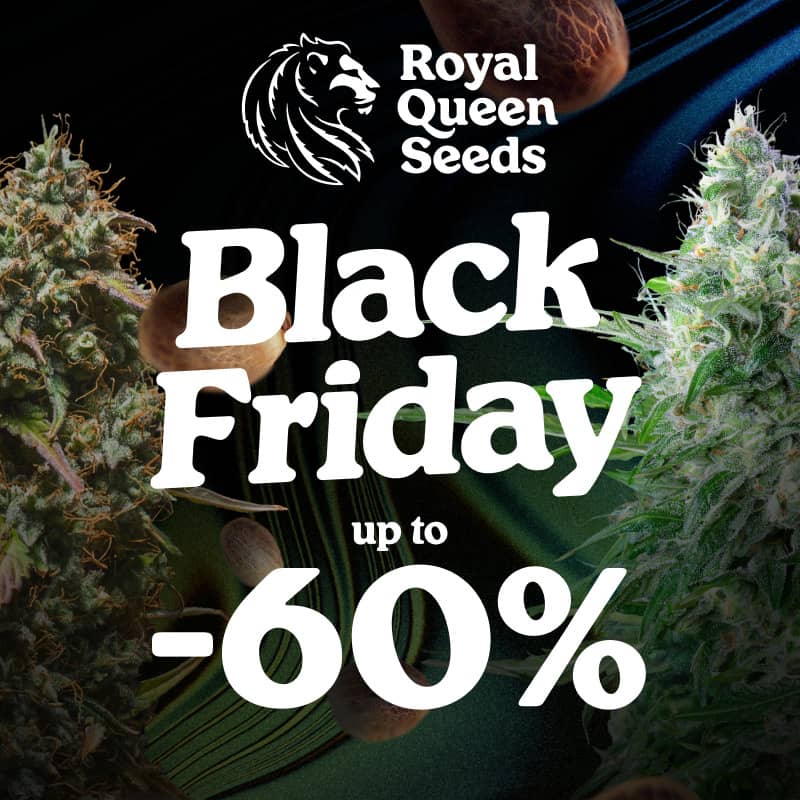 Royal Queen Seeds Deals am Black Friday