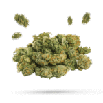 1:1 Buddha's Smile - Cannabissorte
