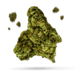 10th Planet - Cannabissorte