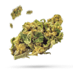 309 OG - Cannabissorte